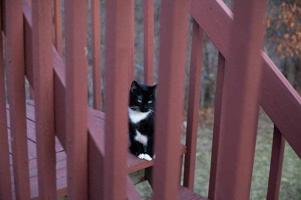 Les bases des garde-corps : types, matériaux et choix